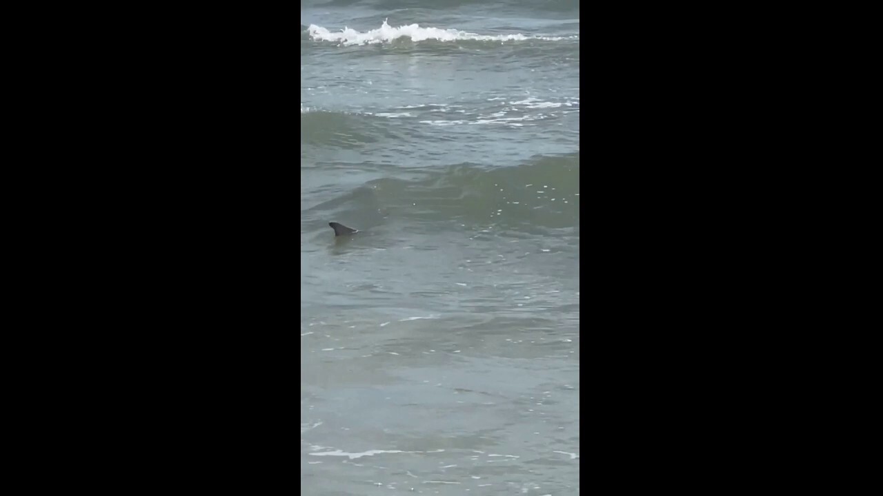 Shark caught on camera in shallow water off of the coast of South Carolina