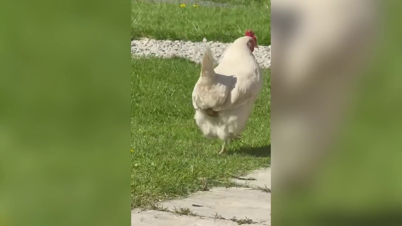 Chicken lays egg while strolling through garden in rare moment caught on camera