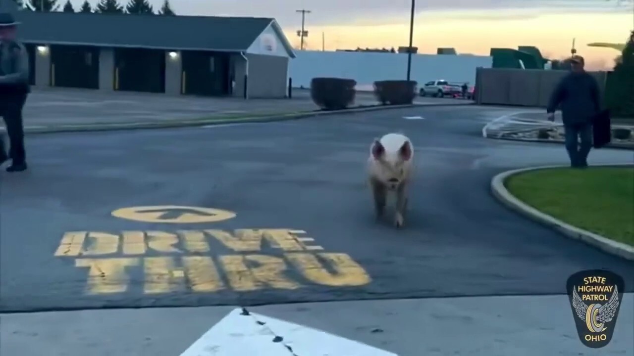 Ohio state troopers corral wayward pig at McDonald's drive-thru: video