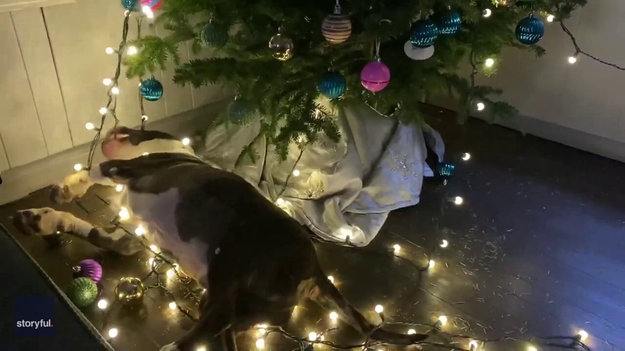 WATCH: Dog experiences ‘pure joy’ while wrecking his owner’s Christmas tree