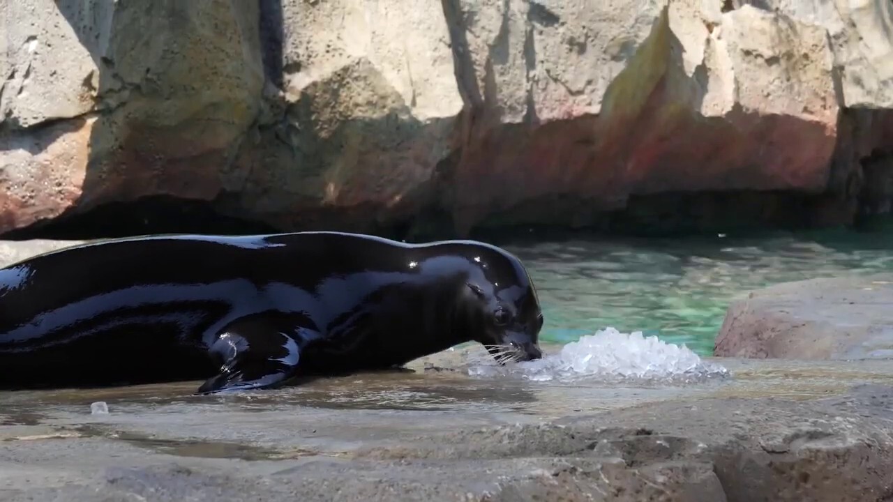 Zoo animals cool off during triple-digit temperatures