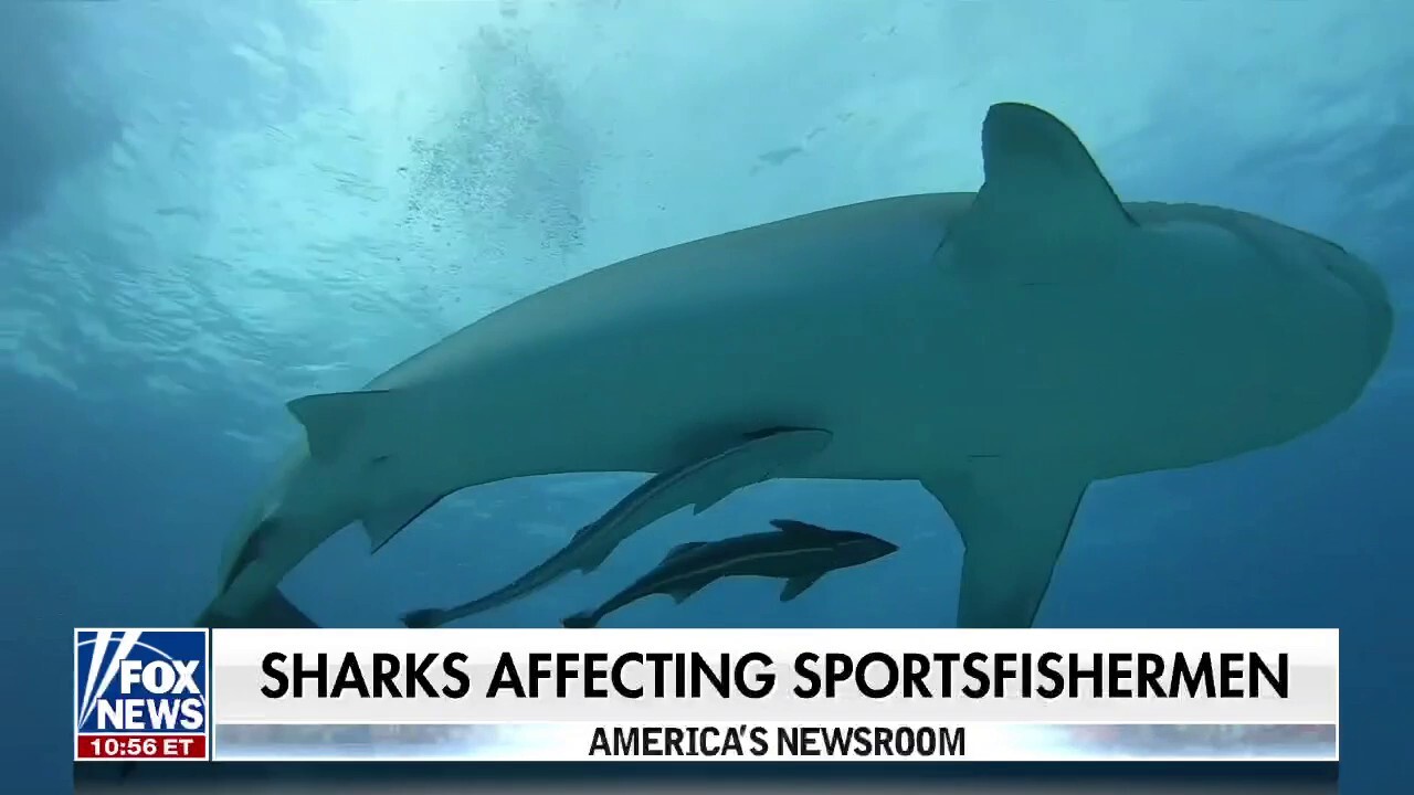 Thriving US shark population affecting fishing