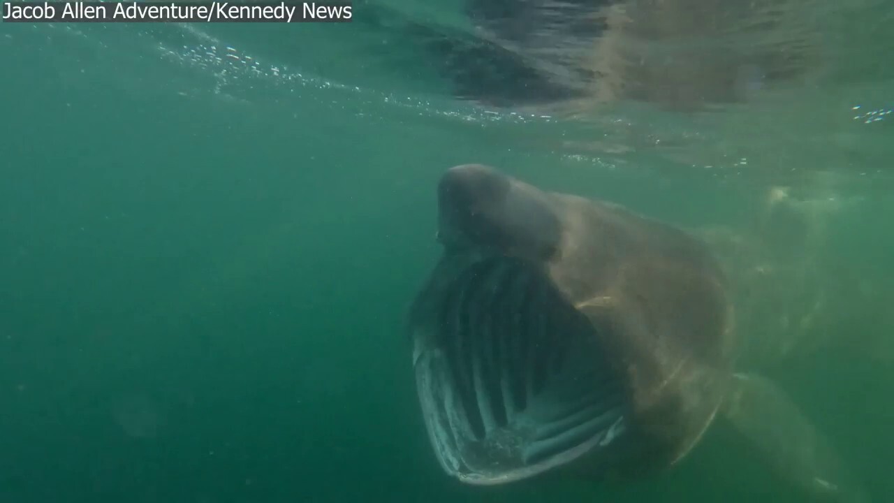 Shark with massive jaws circles nervous paddlebaorder in ‘eerie’ footage