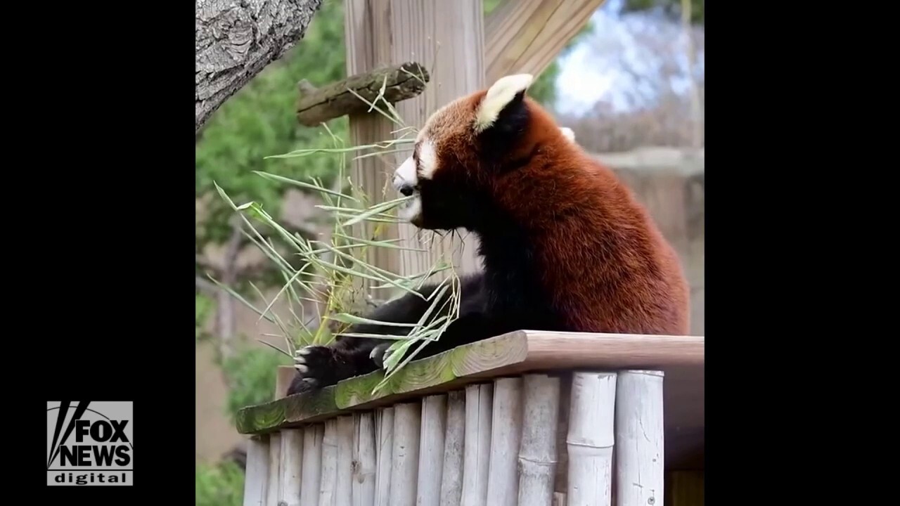 Zoo panda munches on greenery in celebration of Earth Day