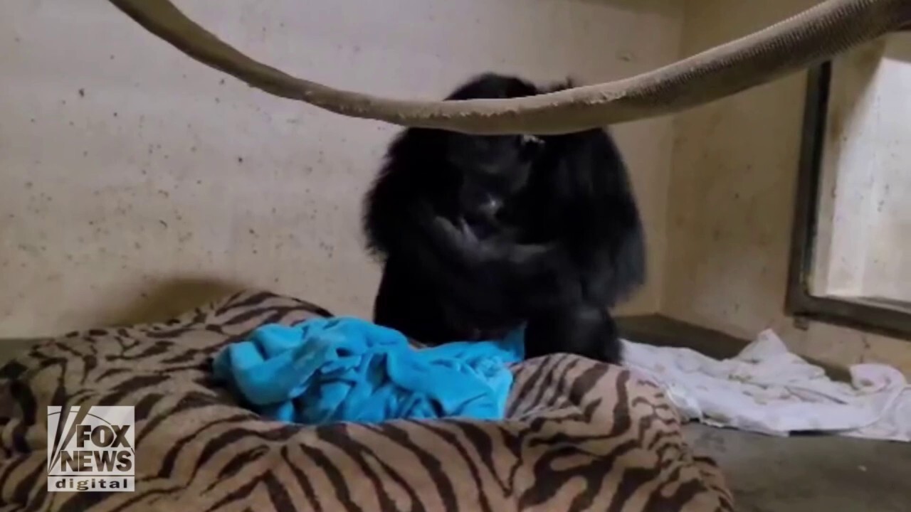 Amazing moment mother chimpanzee is reunited with her baby