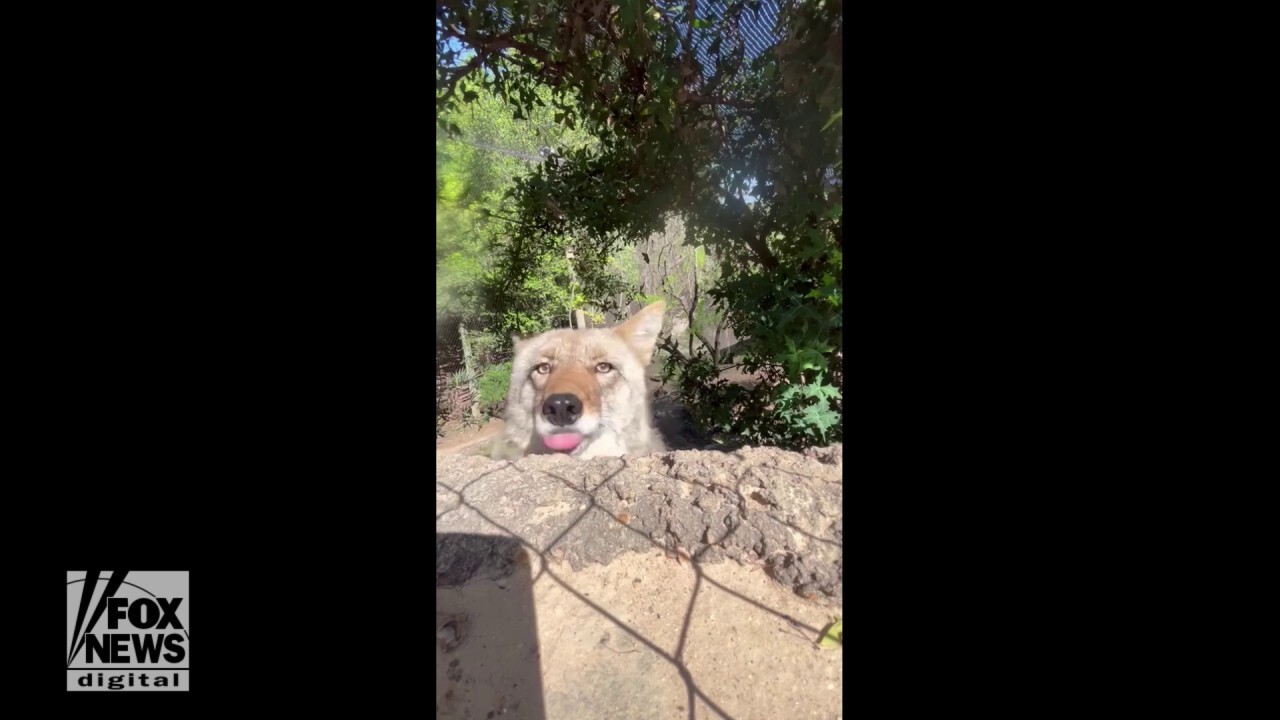 Curious coyote in Texas knocks down observation camera