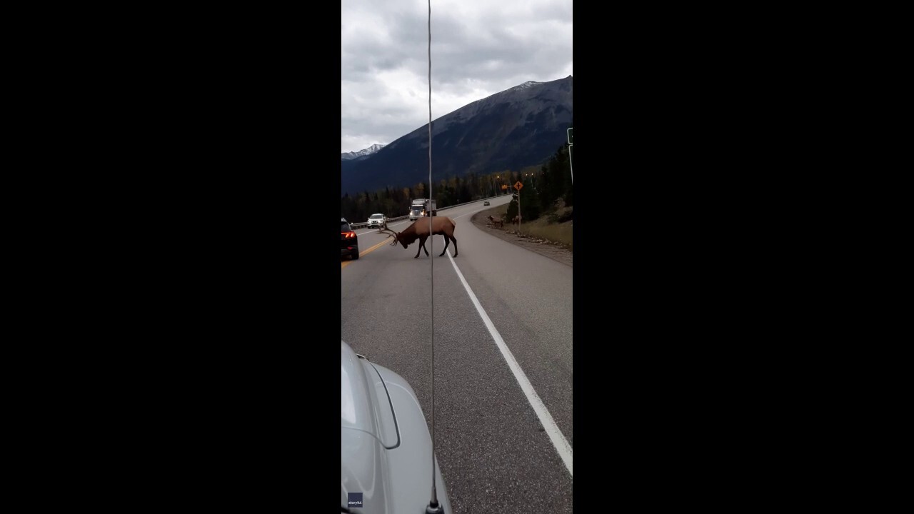 Bull elk attacks stopped car near Jasper National Park in Canada