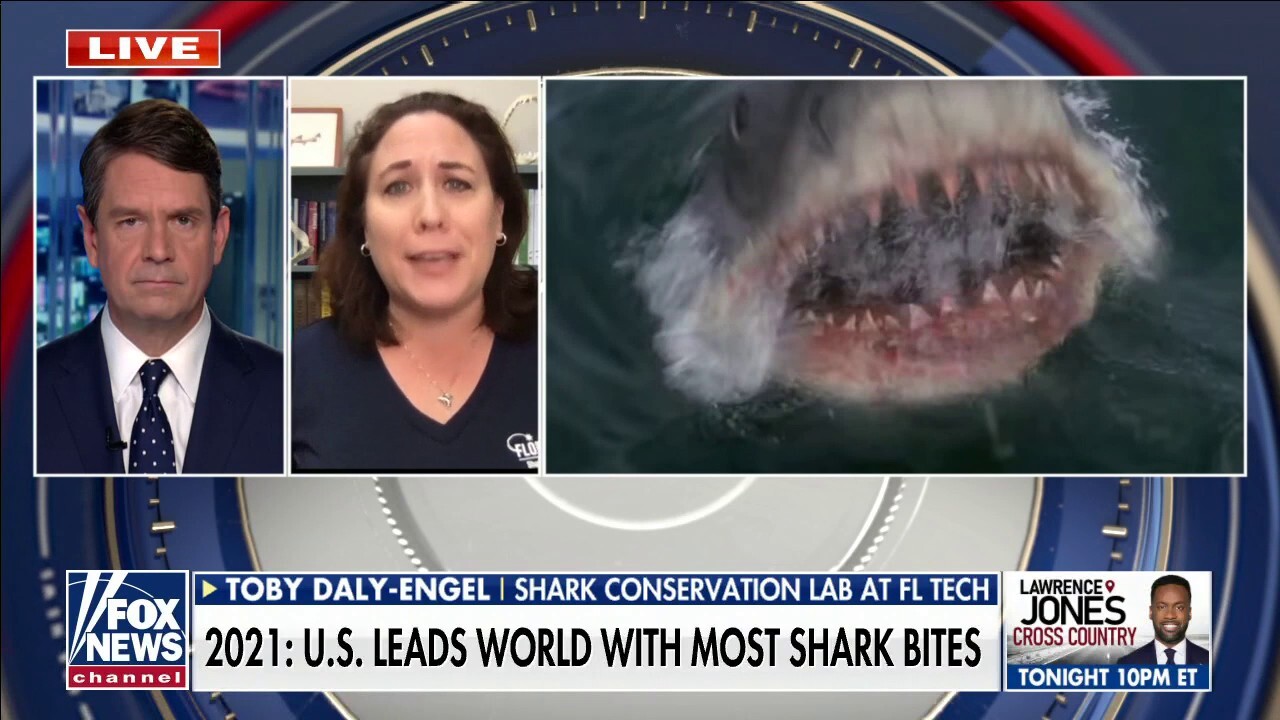 Data shows US takes the lead in the world with most shark bites