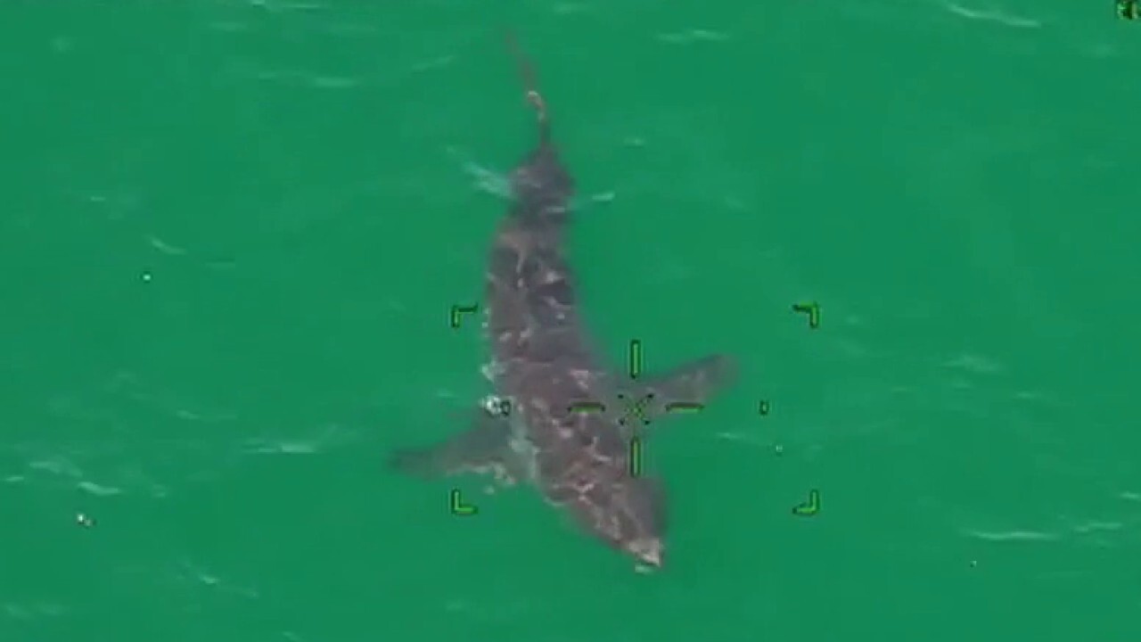 10foot great white shark spotted off coast of Massachusetts On Air