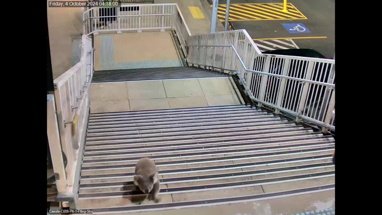 Curious koala roams around train platform