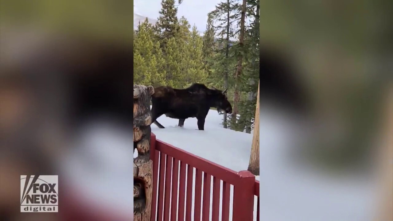 Moose enjoys a ‘snowy stroll’ beside Colorado home