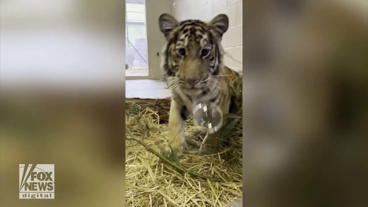Tiger cub at the Oakland Zoo mesmerized by bubbles