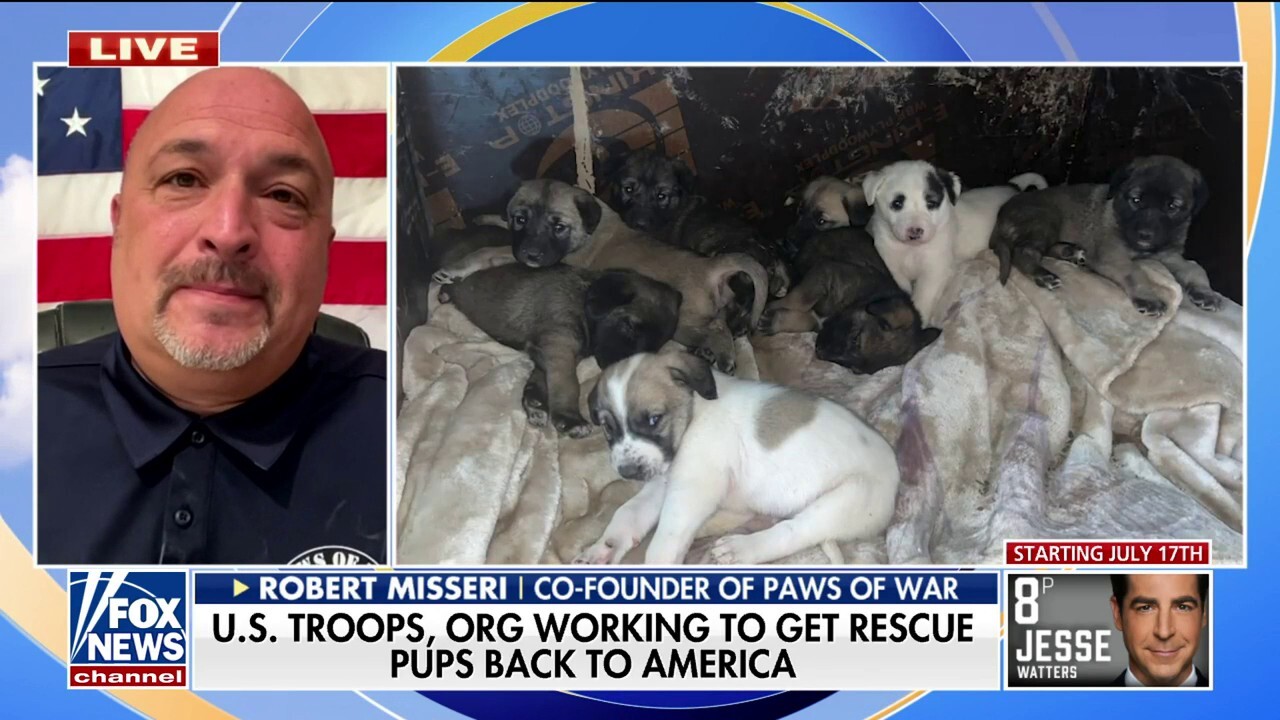 Военно коледно пожелание: Разположена единица от армията на САЩ призовава за спасяване на кученца и котки от мразовито време