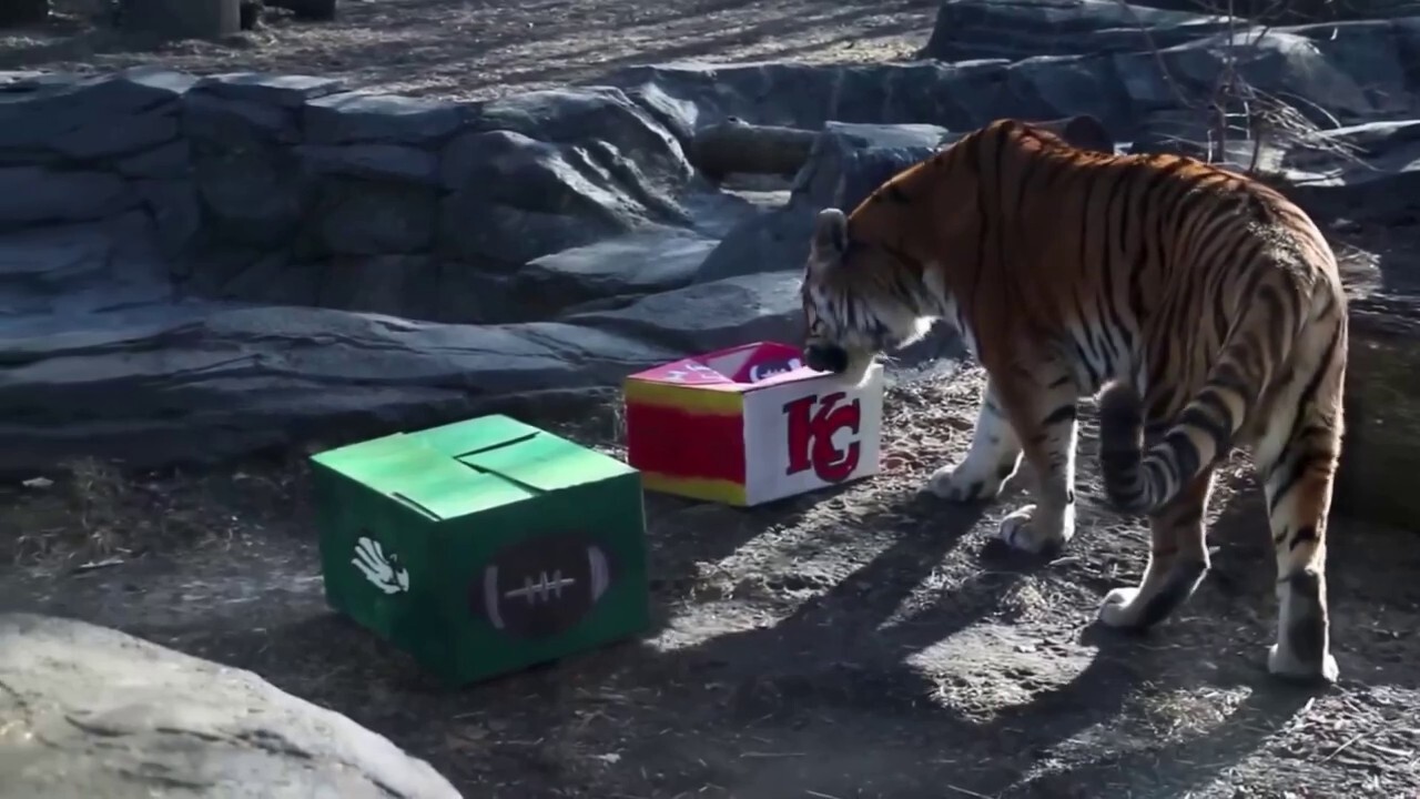 Super Bowl winner predicted by tiger at Iowa zoo