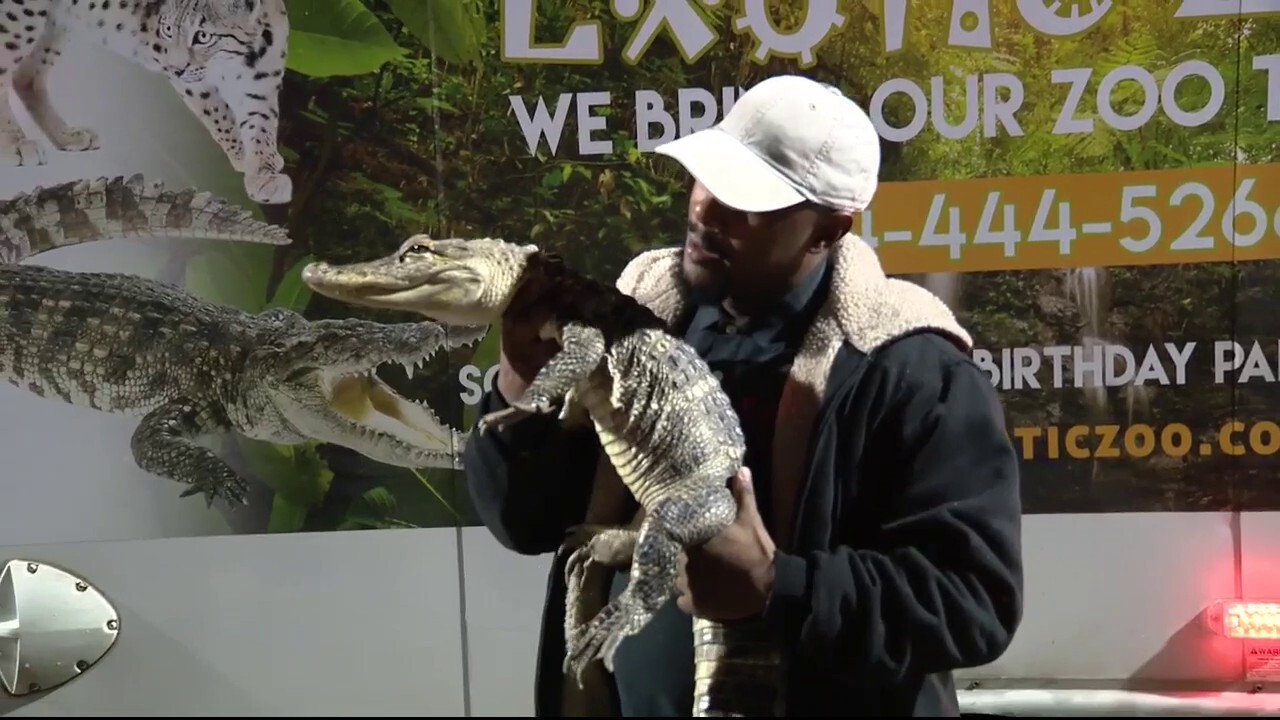 Family of alligators found in Detroit home during eviction
