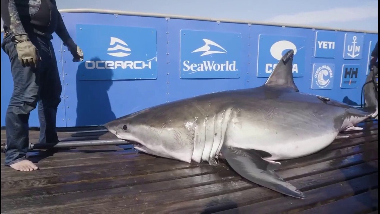Massive 1,437-pound great white shark spotted near the Outer Banks