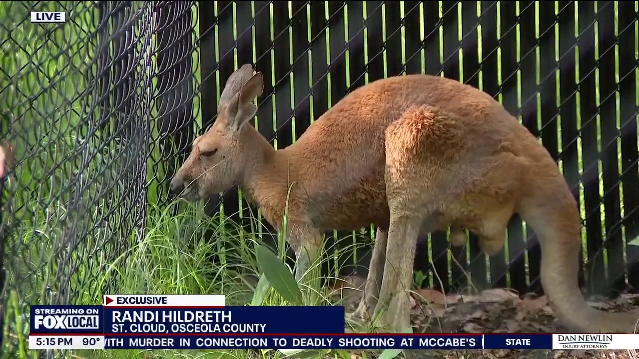 Kangaroo hops down buzzing Florida street after wild escape