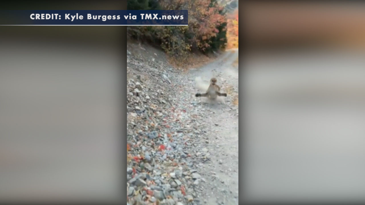 Aggressive cougar makes threatening moves toward Utah runner