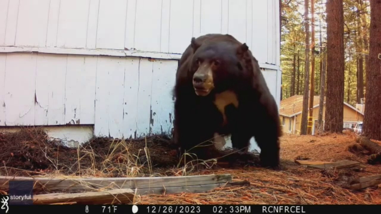 Видео показва момент, в който мечка излиза изпод дома, след като е била стреляна с пистолет за пейнтбол