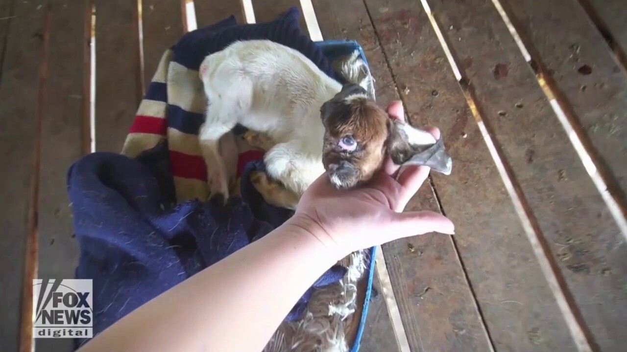 Goat born with one eye in shocking occurrence