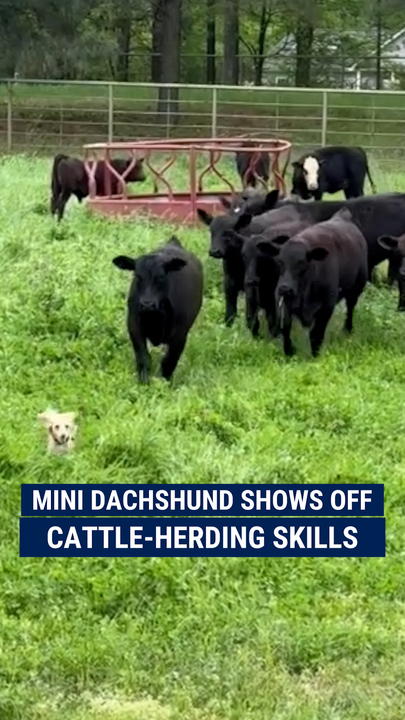 Mini dachshund shows disconnected  cattle-herding skills