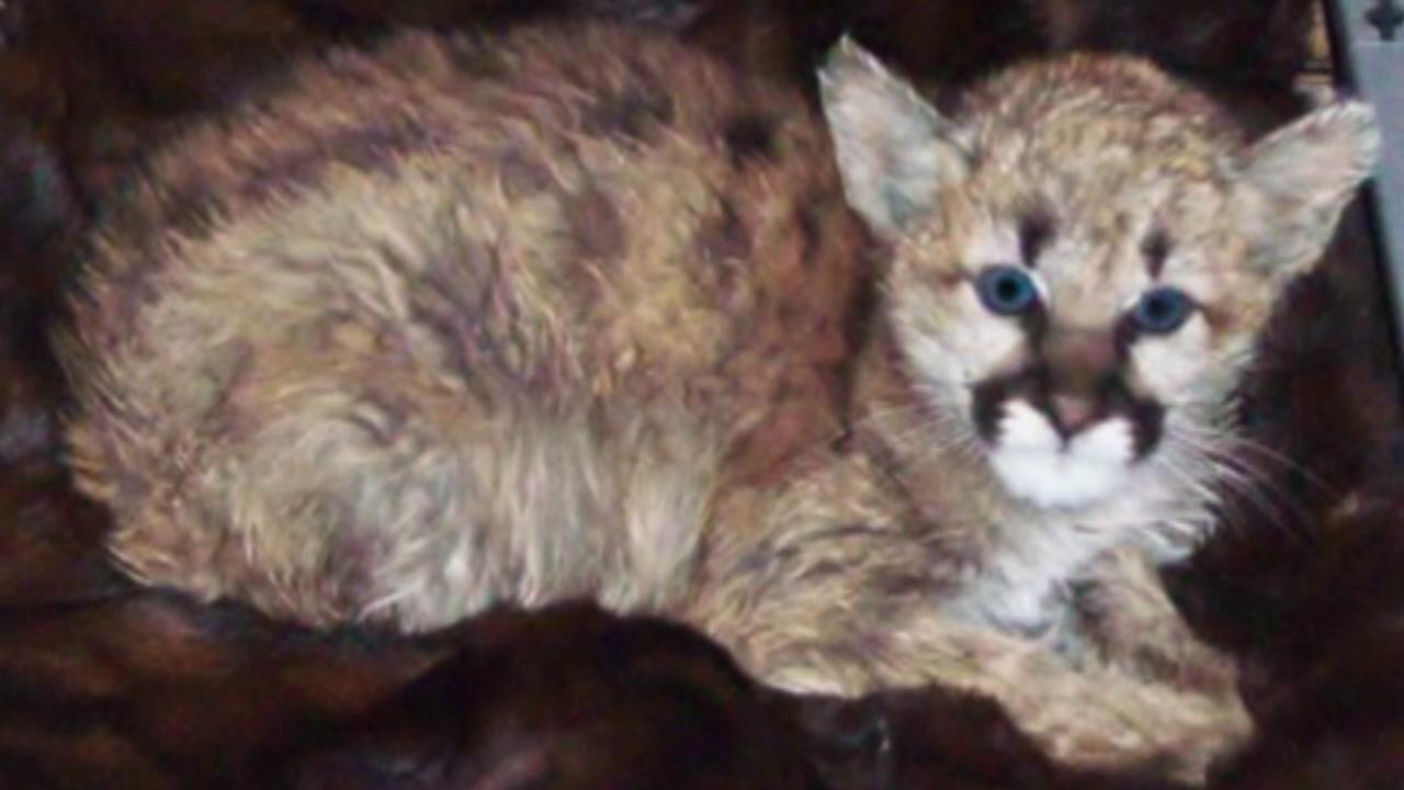 Baby mountain lion removed from home after anonymous tip