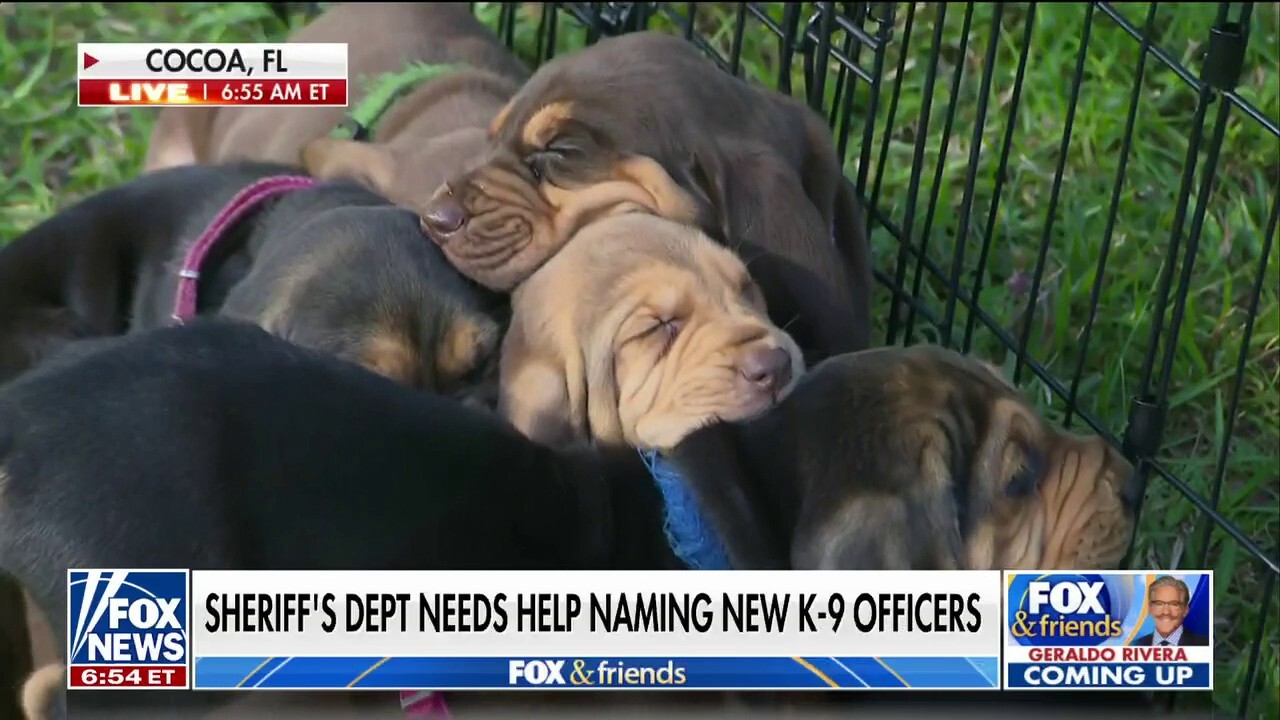 Florida Sheriff's office asks for help naming new K-9 puppies