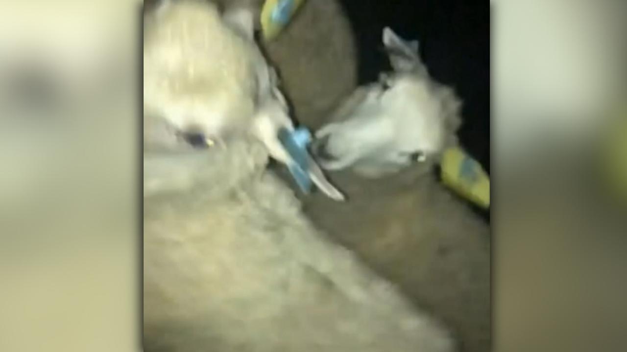 Goats, sheep run wild after escape from livestock auction 