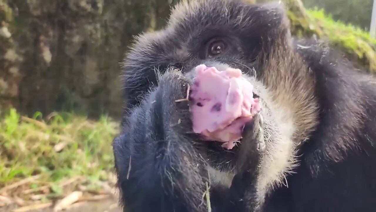 Dudlee the siamang, a type of gibbon, celebrates her 29th birthday in Washington