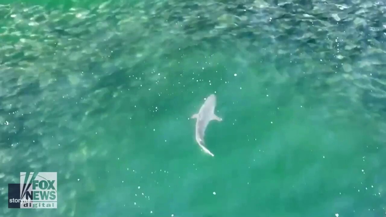 Shark hunts fish in shocking drone video