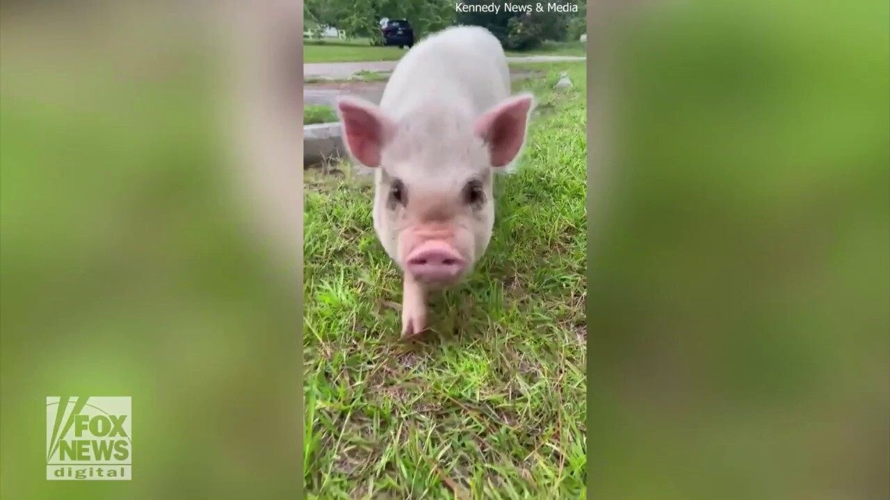 Woman obsessed with pet pig, shares the bed with her