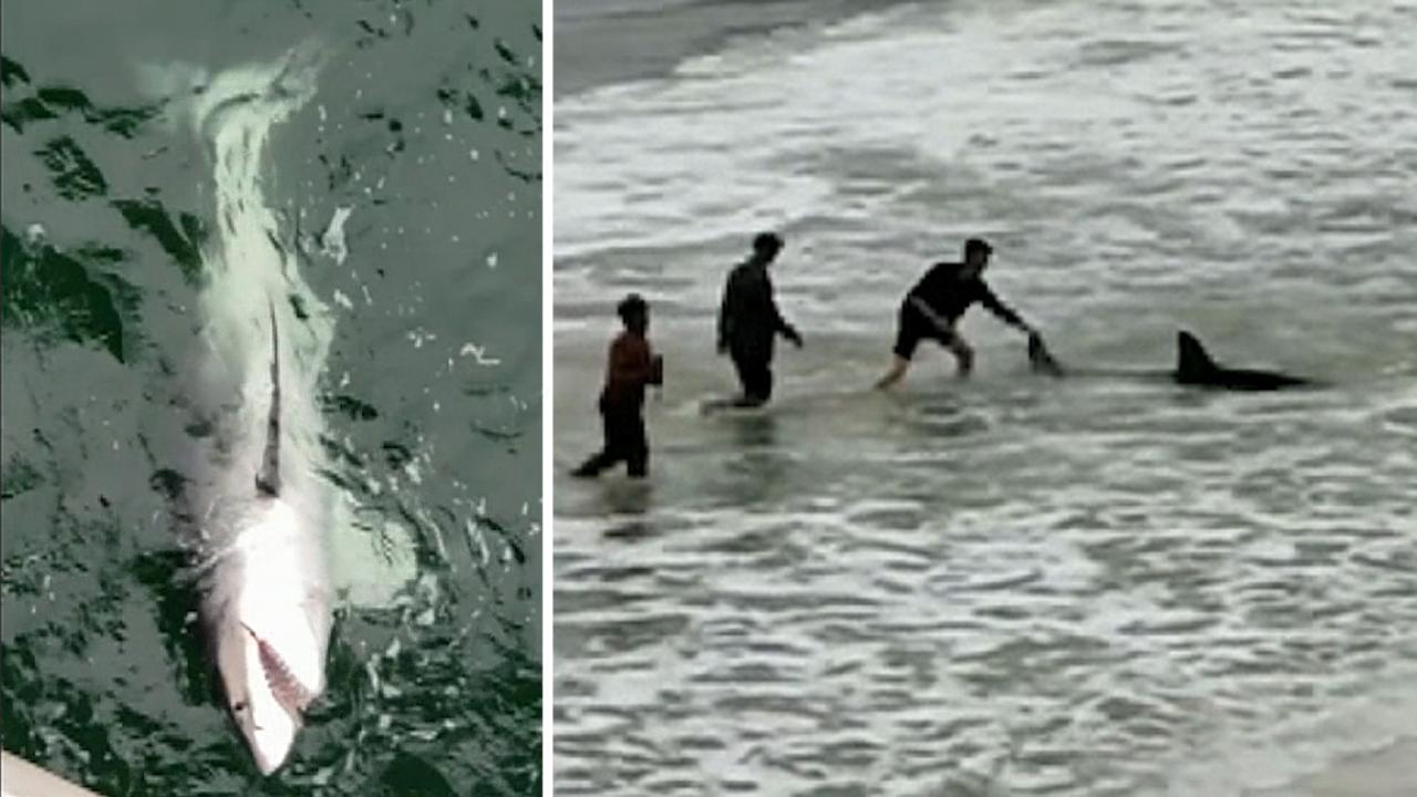 Fisherman reels in great white shark off Florida pier