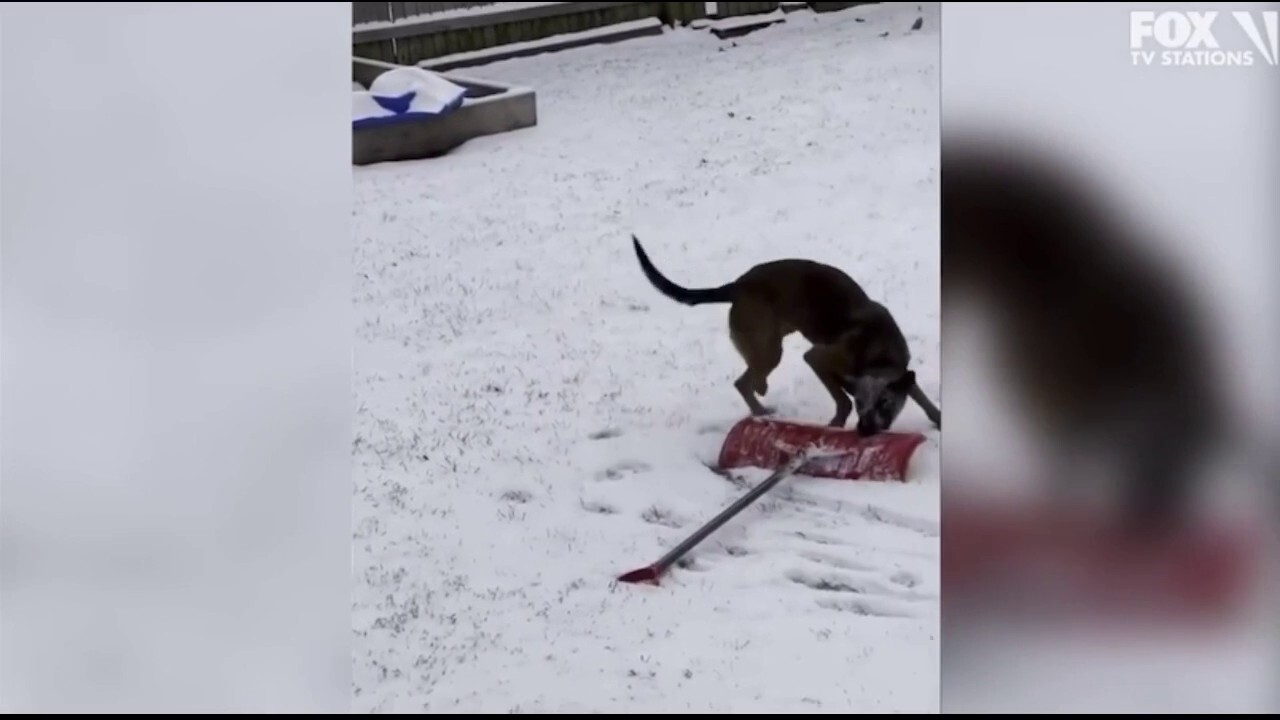 Dog attempts to shovel snow in Vermont