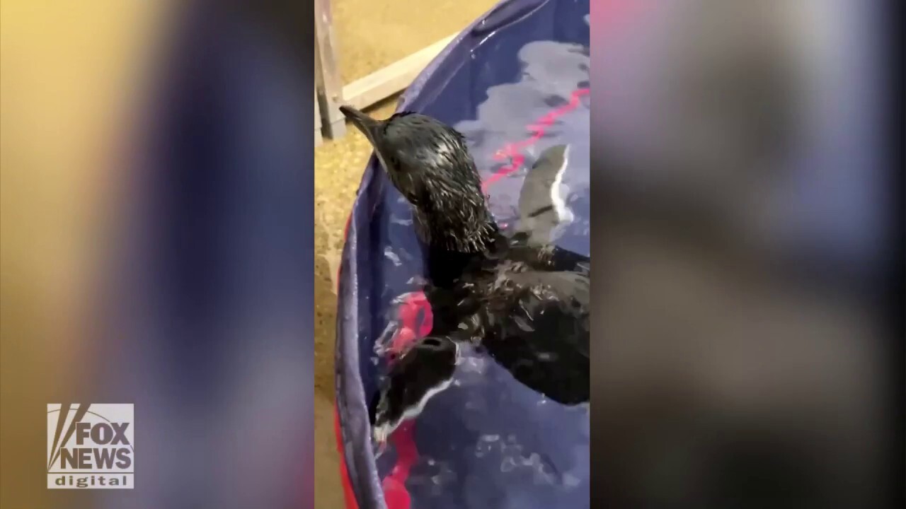 Cincinnati Zoo's baby penguin takes its first swimming lesson