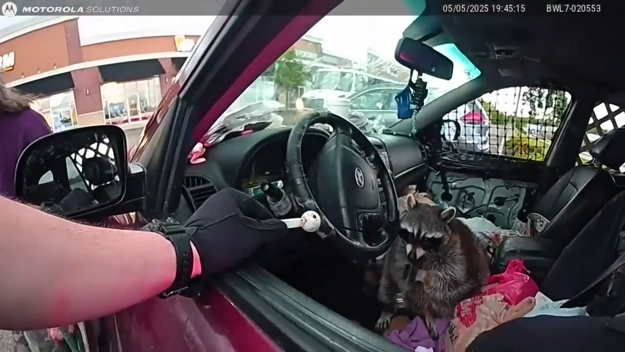 Pet raccoon caught with meth pipe in its mouth