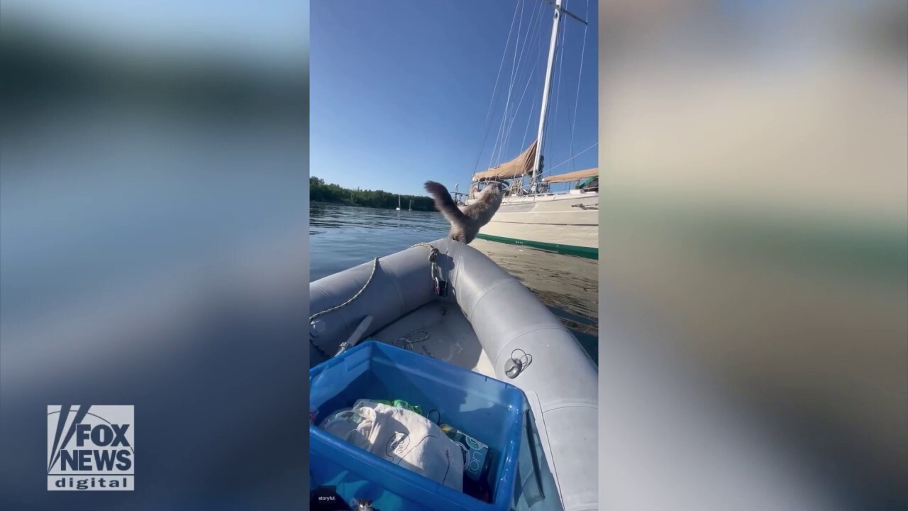 Cat takes a flying leap out of a boat — makes a splash!