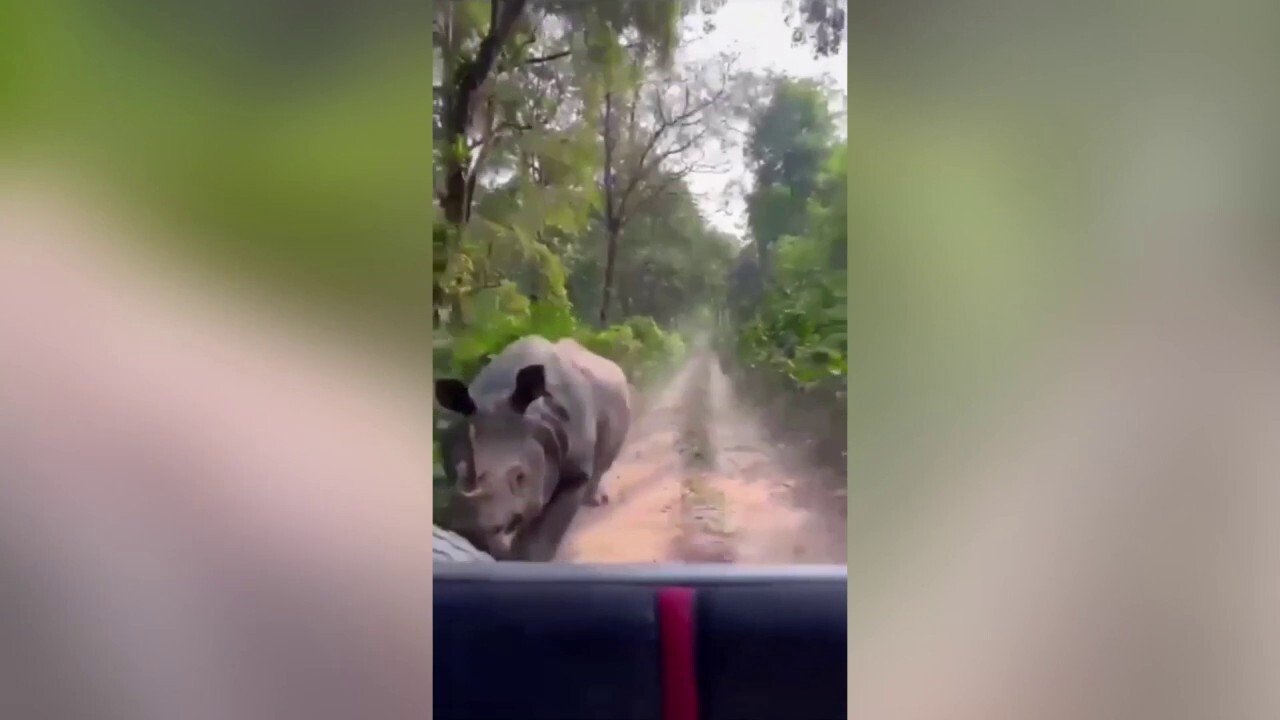 Frightening video of Rhino charging at tourists in Indian national park