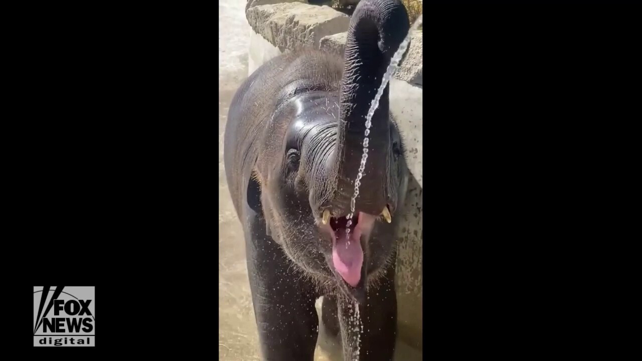 Thirsty baby elephant stays hydrated in summer heat