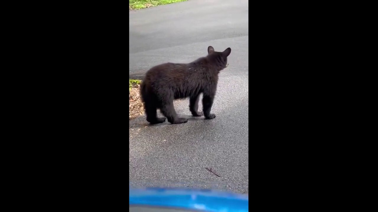 Young bear caught on video waiting at Tennessee stop sign