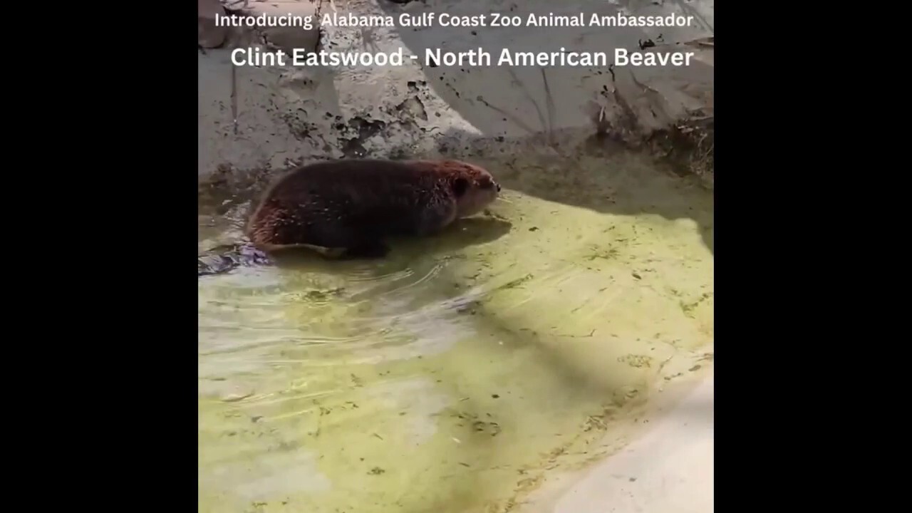 Beaver named after Hollywood actor introduced at local zoo