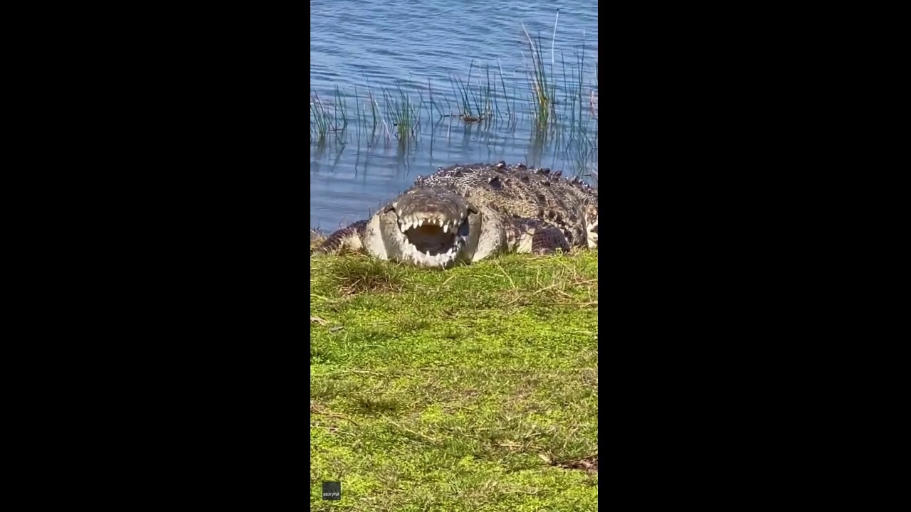 'Croczilla' shows a smile while sunbathing in the Everglades