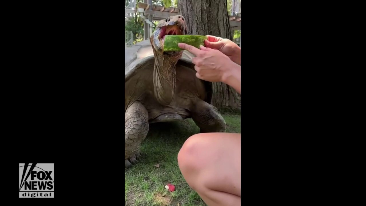 Pennsylvania zoo animals stay cool during summer heat