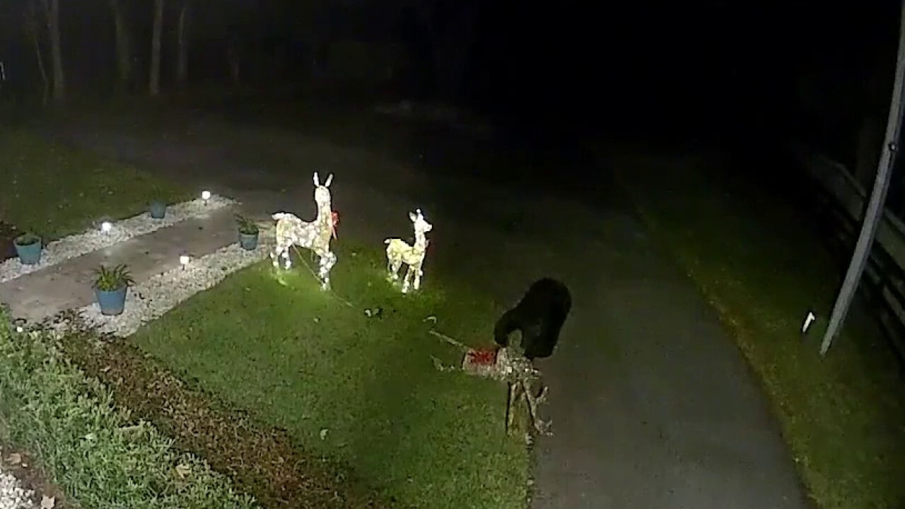 ГЛЕДАЙТЕ: Мечка от Флорида напада, излита с коледна украса от северни елени