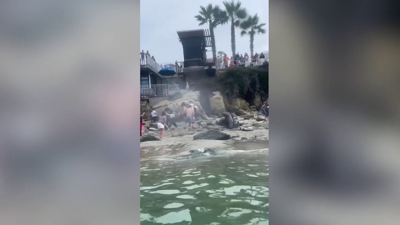 California sea lions charge towards tourists at beach cove