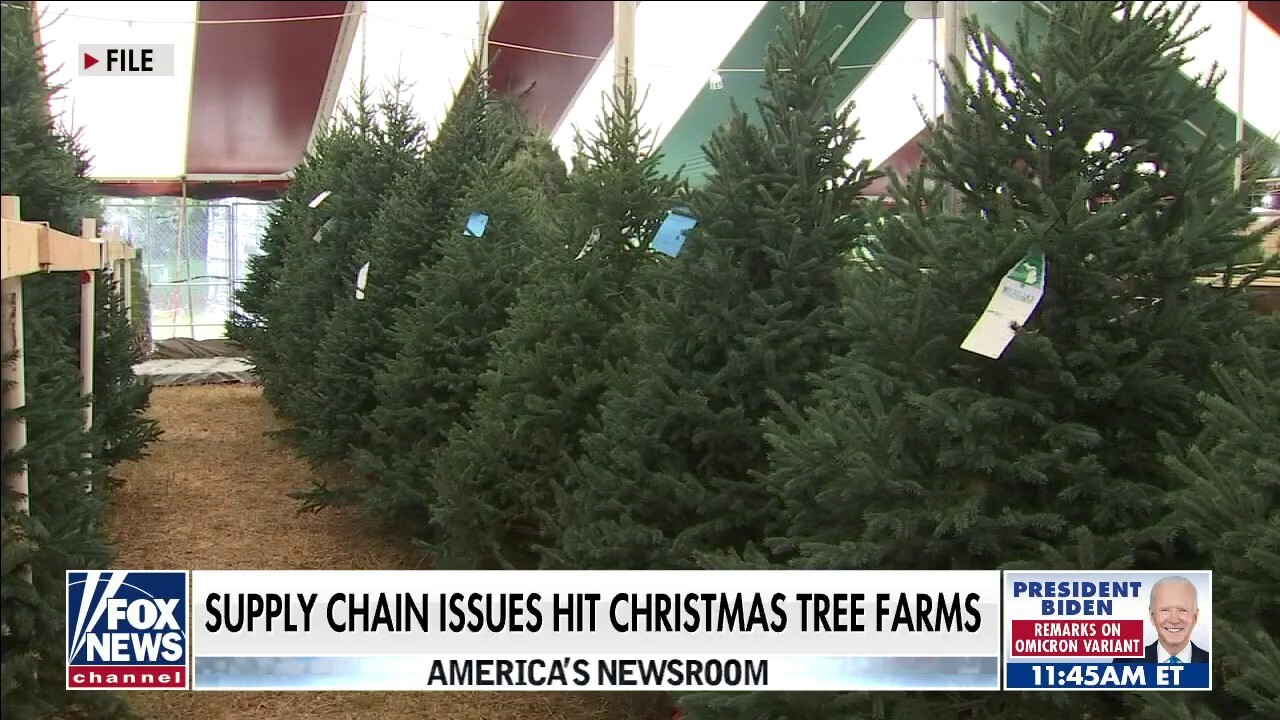 Christmas tree farm owner says 'perfect storm' has created supply shortage