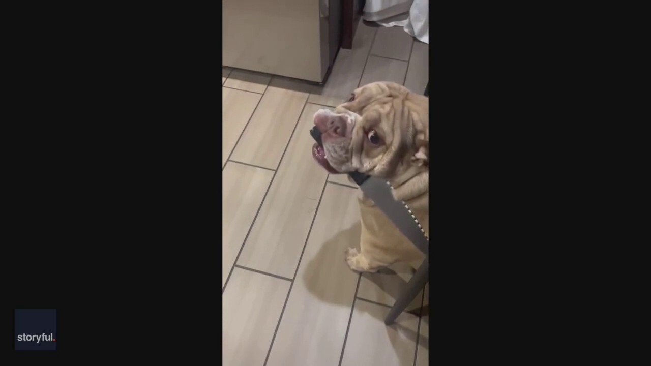 Knife-wielding English bulldog evades owner's attempt to retrieve the utensil
