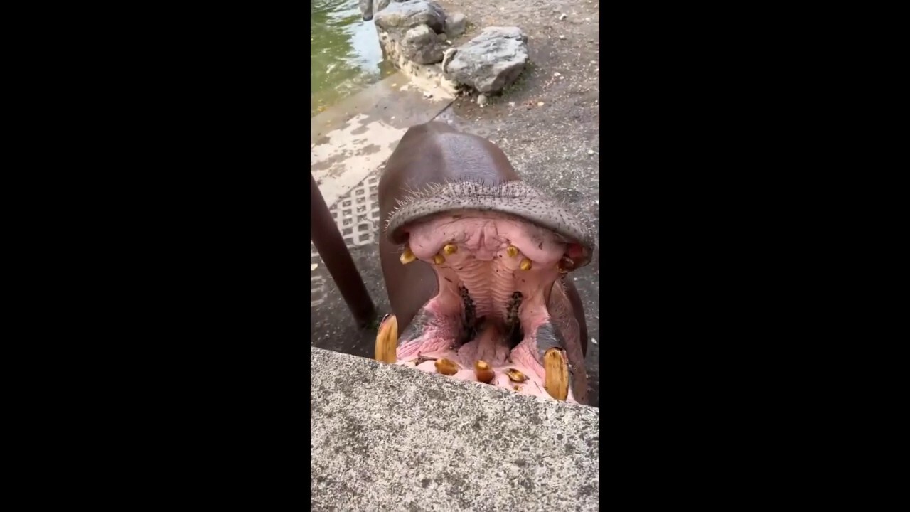 Hippos chomp on pumpkins at Philadelphia Zoo