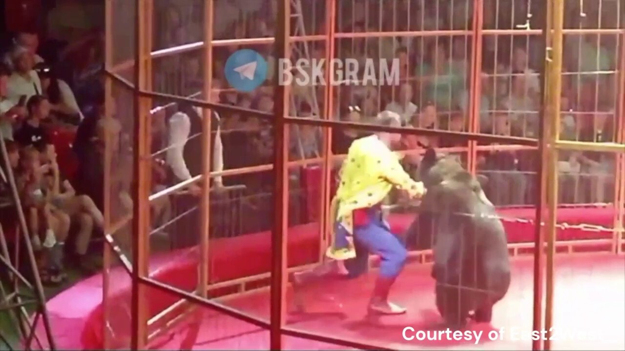 Russian circus bear attacks trainer