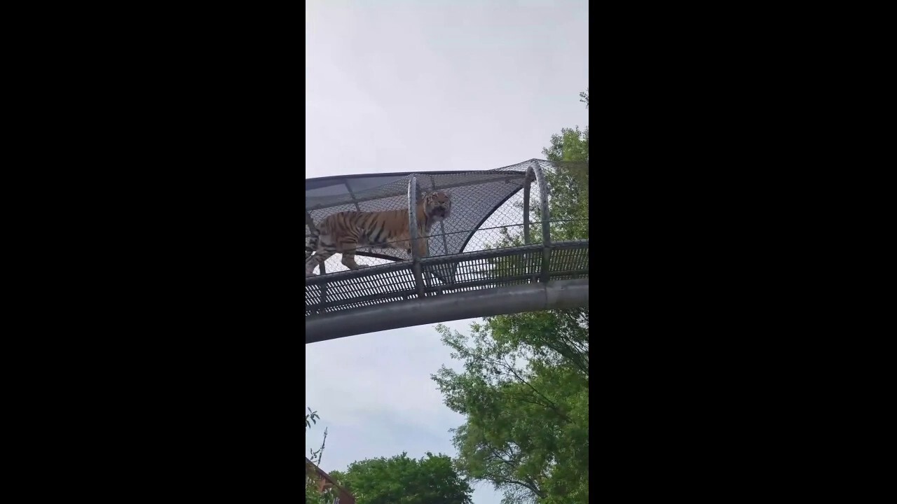 Tiger strolls along mesh walkway above local zoo visitors