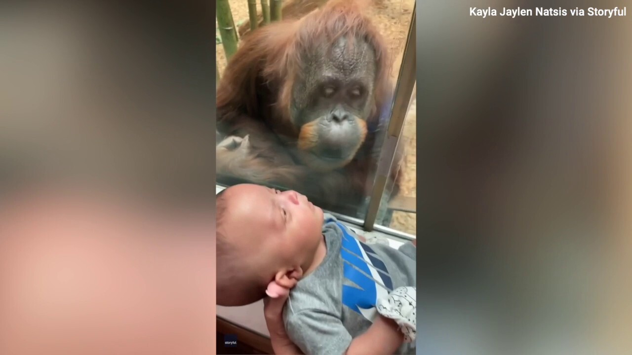 Orangutan takes a closer look at an infant visitor — check out this sweet scene